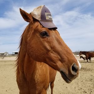 Meet your Posher, Shari